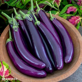 Purple Knight F1 Aubergine Seeds