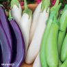 Three Knight F1 Aubergine Seeds