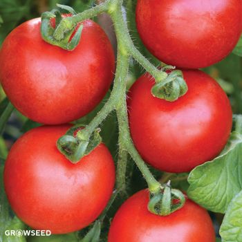 Alisa Craig Tomato Seeds