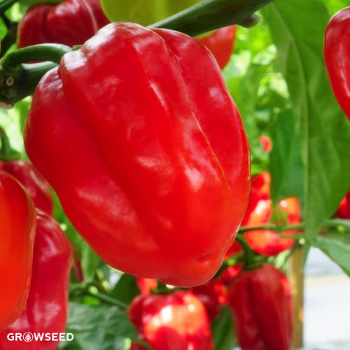 Popti Sweet Pepper Seeds