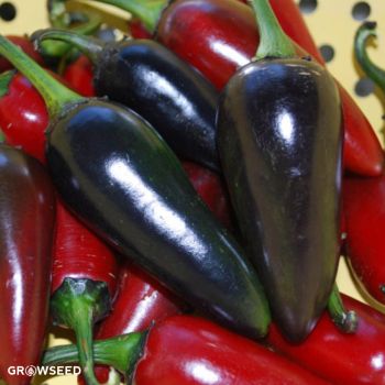 Hungarian Black Chilli Pepper Seeds