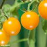 Goldrush Current Tomato Seeds