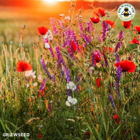 Cornfield Annuals Wildflower Seeds