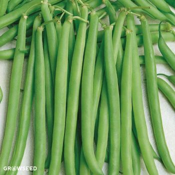 Tendergreen French Bean Seed