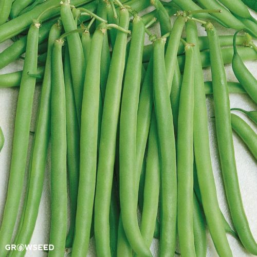 Tendergreen French Bean Seed