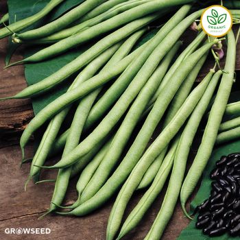 Organic Cobra French Bean Seeds