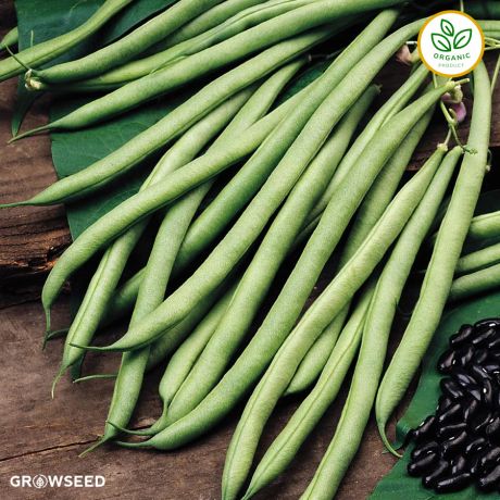 Organic Cobra French Bean Seeds