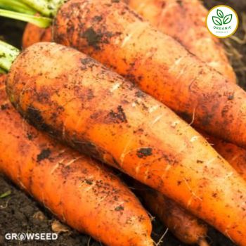 Autumn King Organic Carrot Seed