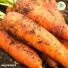 Autumn King Organic Carrot Seed
