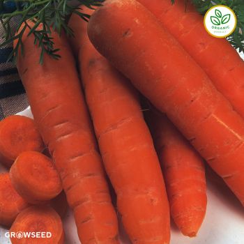 Early Nantes Organic Carrot Seed