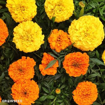 Dune Mixed Marigold Seeds
