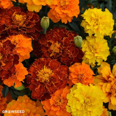 Bonita Mixed Marigold Seeds