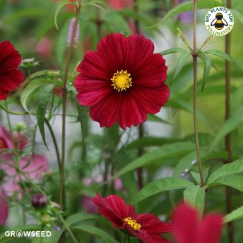 Cosmos Rubenza Seeds
