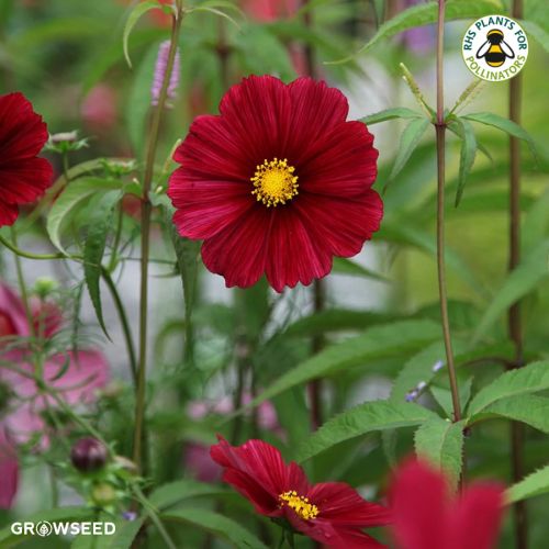 Cosmos Rubenza Seeds