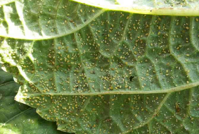 Loads of Aphids