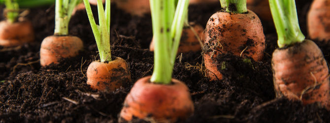 A Simple Way to Grow Your Carrots in Containers