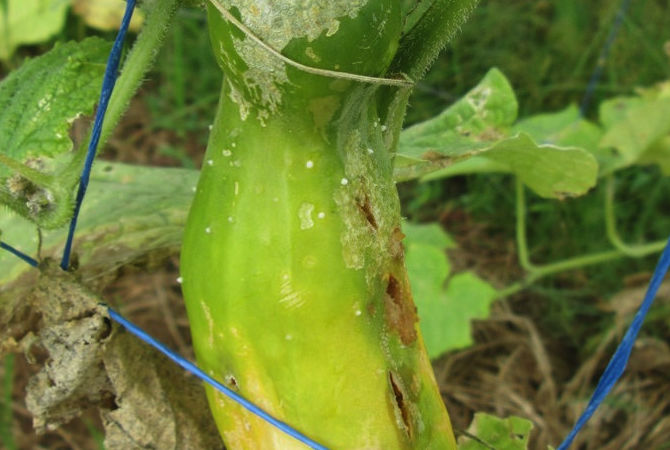 Aphid Plant Problem