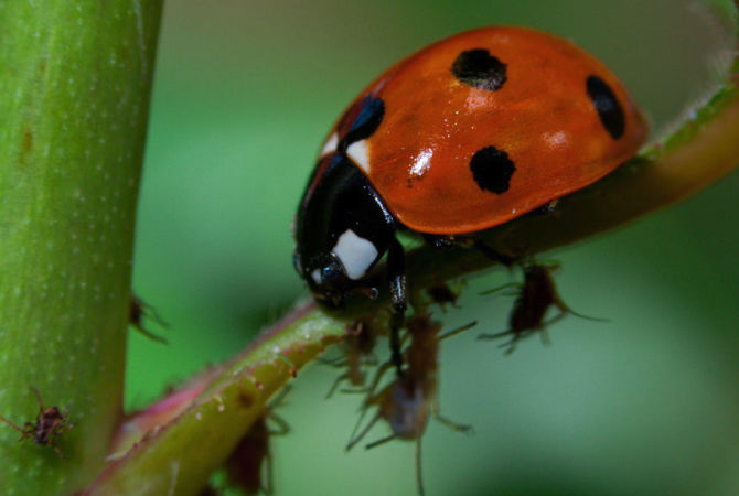 Ladybird eating Aphid