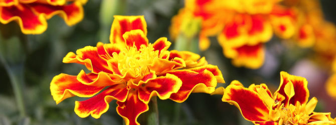 The Magic of Marigolds