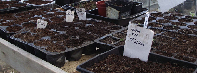 Start seeds in greenhouse