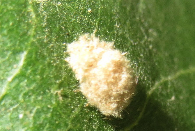 Wooly Aphids