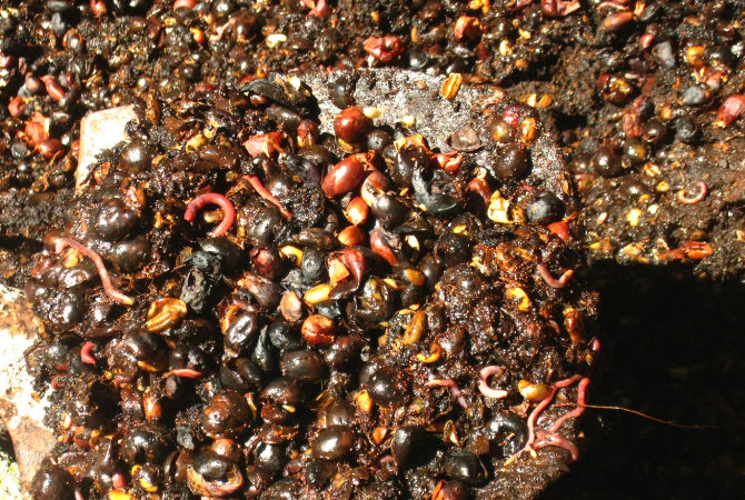 Using Coffee Grounds in the Compost Pile