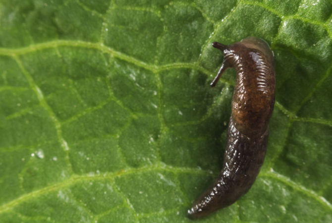 Coffee Grounds Repel Pests