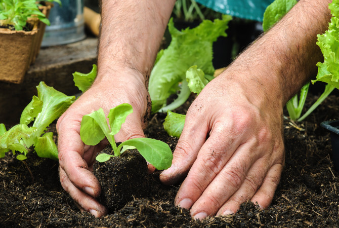 plantingup