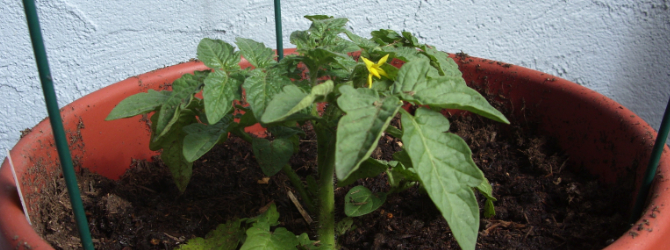 Tomato Gardening Inside Containers