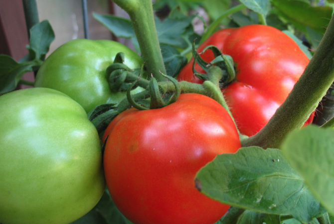 Tips for Tomato Plants