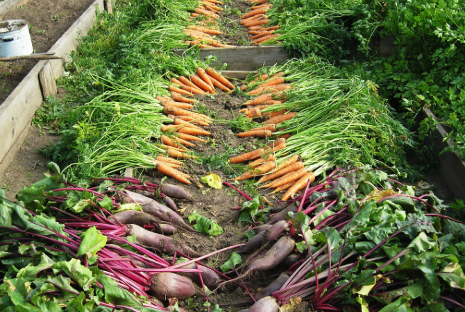 raised-bed-harvest