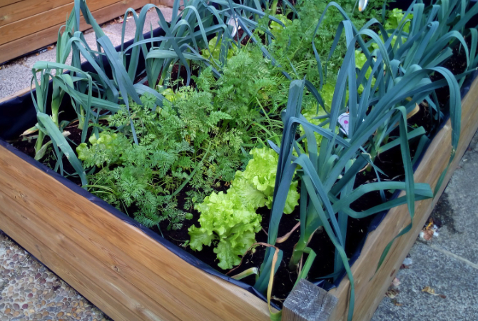 raised-bed-veg