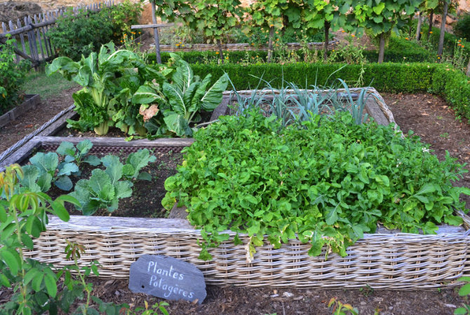 raised-beds-garden