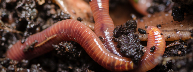 Building and Using a Worm Bin