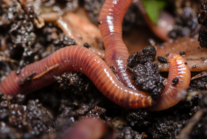 worms