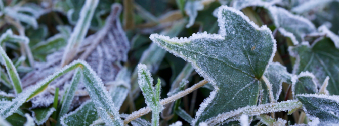 Allotment jobs for January