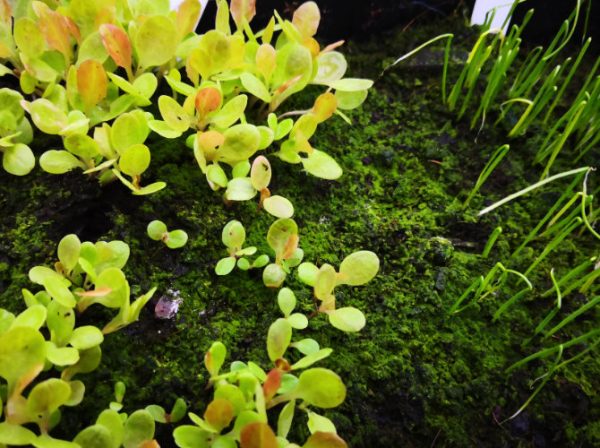 Why is my soil Green? - Growseed Blog