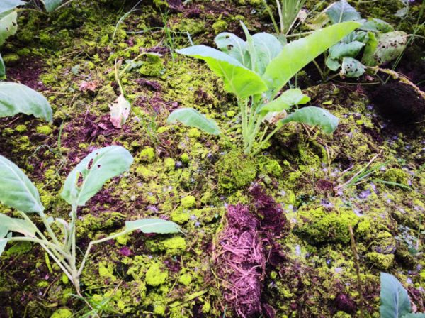 Why is my soil Green? - Growseed Blog