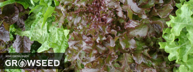 Lettuce can be harvested in under 60 days