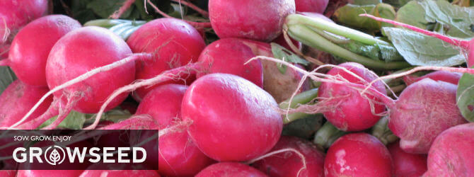 Harvest Radish after 28 days