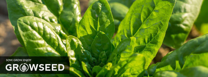 Harvest Spinach within 50 days