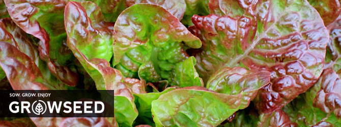 Growing Lettuce Under Growlights