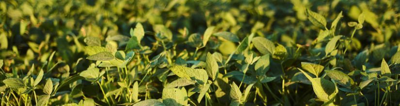 Cover crop seed to help fix nitrogen levels, soil compaction and more