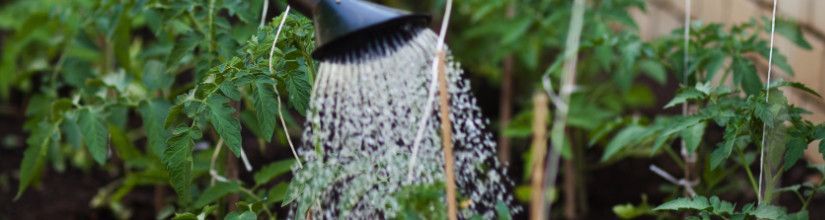 Elevate Your Gardening Game with Water Management Tools and Pots