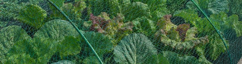 Bird & Butterfly Netting | Garden Crop Protection Netting UK