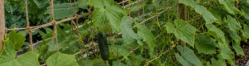 Plant Netting for Support | Garden Climbing Netting UK