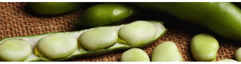 Broad Bean Seed, grow your own broad beans from seed.