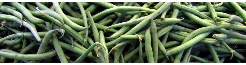 Growing French Bean Seeds