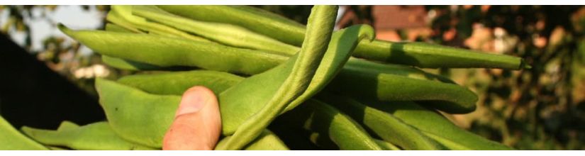 Runner Bean Seeds. Easy to grow Runner Beans from pots to allotments