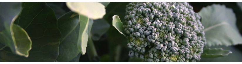 Broccoli Seeds including Calabrese & Sprouting Broccoli